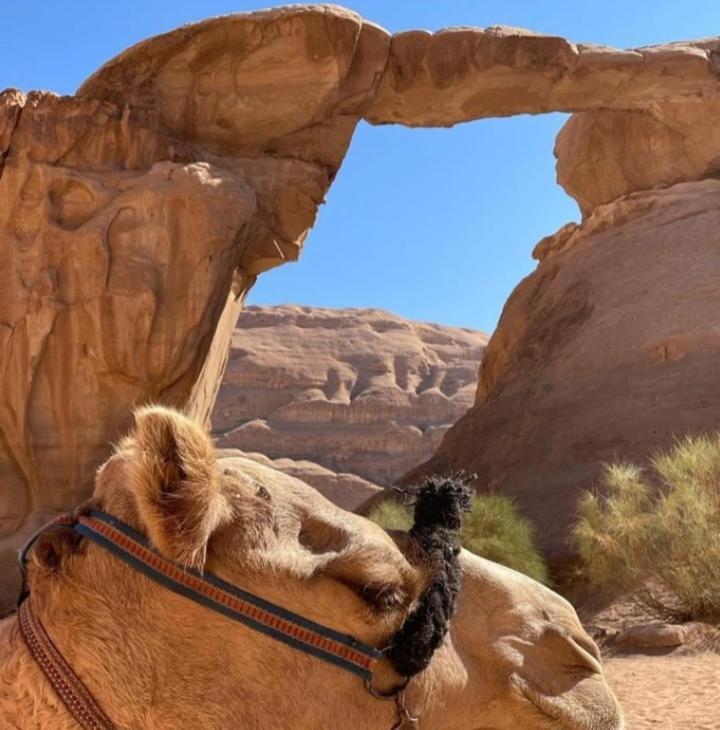 Moon City With Jeep Trips Wadi Rum Buitenkant foto